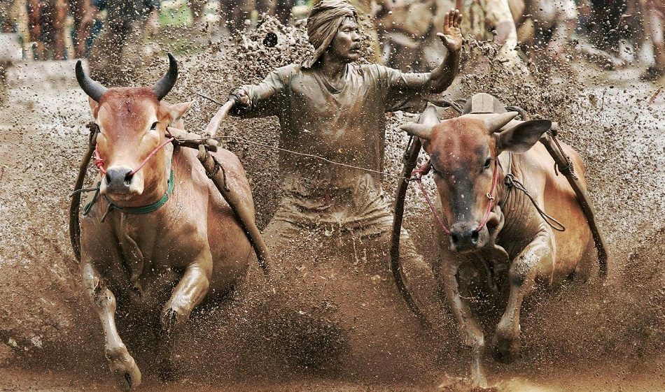 FESTIVAL TRADISIONAL PACU JAWI: PERLUMBAAN LEMBU YANG UNIK DI MINANGKABAU 
