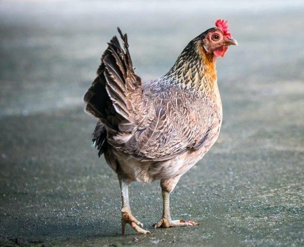 “AYAM DEN LAPEH” – LAGU MINANG LEGENDA YANG SEMUA ORANG BOLEH NYANYI SEKALI