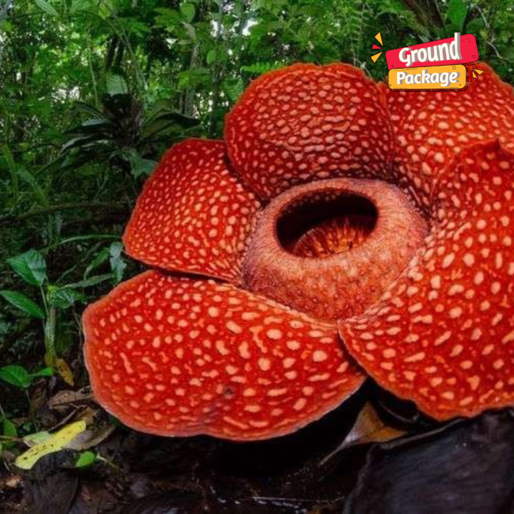 4D3N AMAZING MINANGKABAU