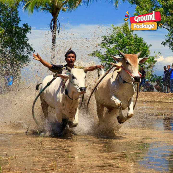 4D3N PADANG BUKITTINGGI PACU JAWI