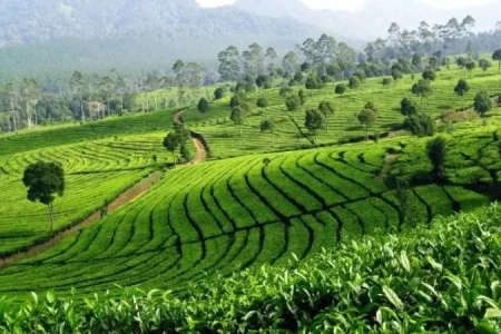 WEEKEND SANTAI DI KEBUN TEH SOLOK, MEMANG LAYAN