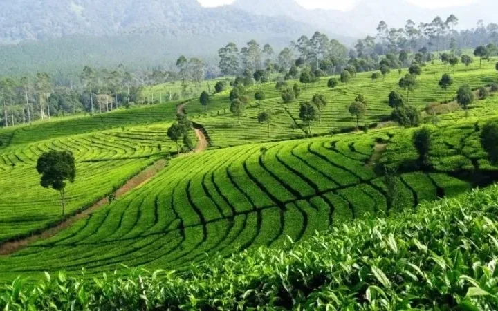 COVER KEBUN TEH