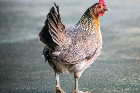 “AYAM DEN LAPEH” – LAGU MINANG LEGENDA YANG SEMUA ORANG BOLEH NYANYI SEKALI